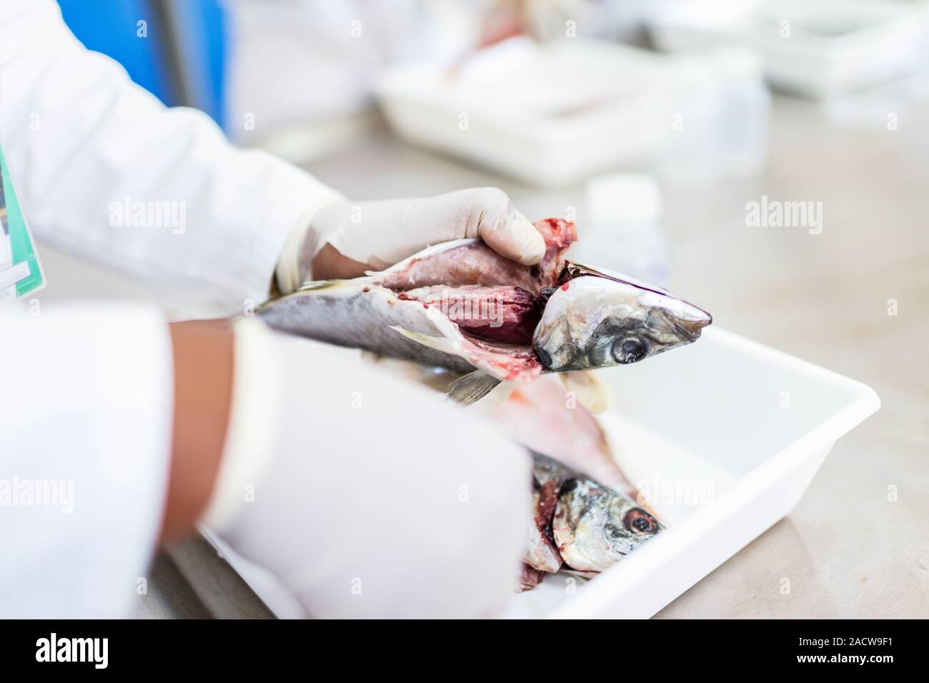 fish to be tested in the laboratory scissors 2acw9f1